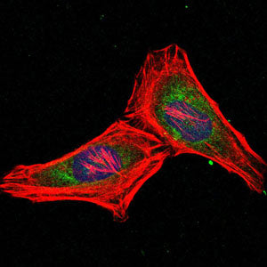 Anti-Proteasome beta 8 (3G3) Mouse Monoclonal Antibody