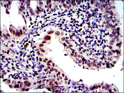Anti-Proteasome beta 8 (3G3) Mouse Monoclonal Antibody