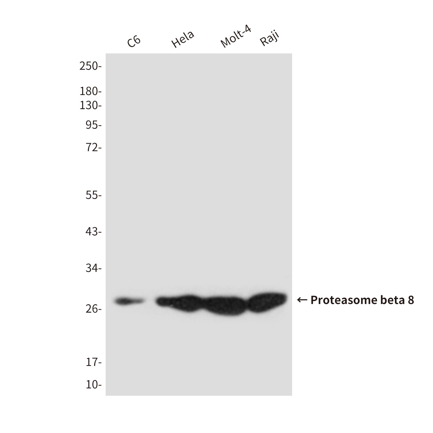 Anti-Proteasome beta 8 (3G3) Mouse Monoclonal Antibody