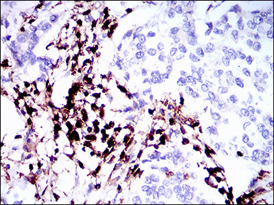 Anti-CD45 Mouse Monoclonal Antibody