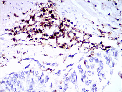 Anti-CD45 Mouse Monoclonal Antibody