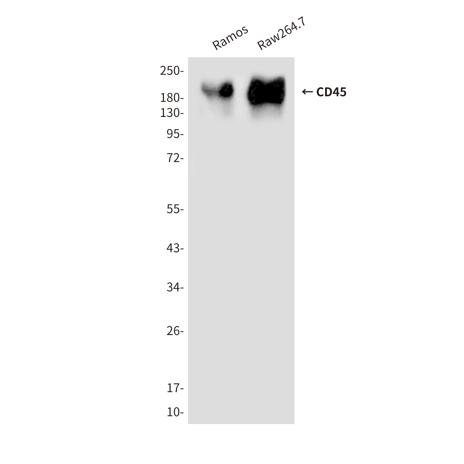 Anti-CD45 Mouse Monoclonal Antibody