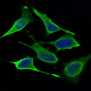 Anti-DRP1 Mouse Monoclonal Antibody