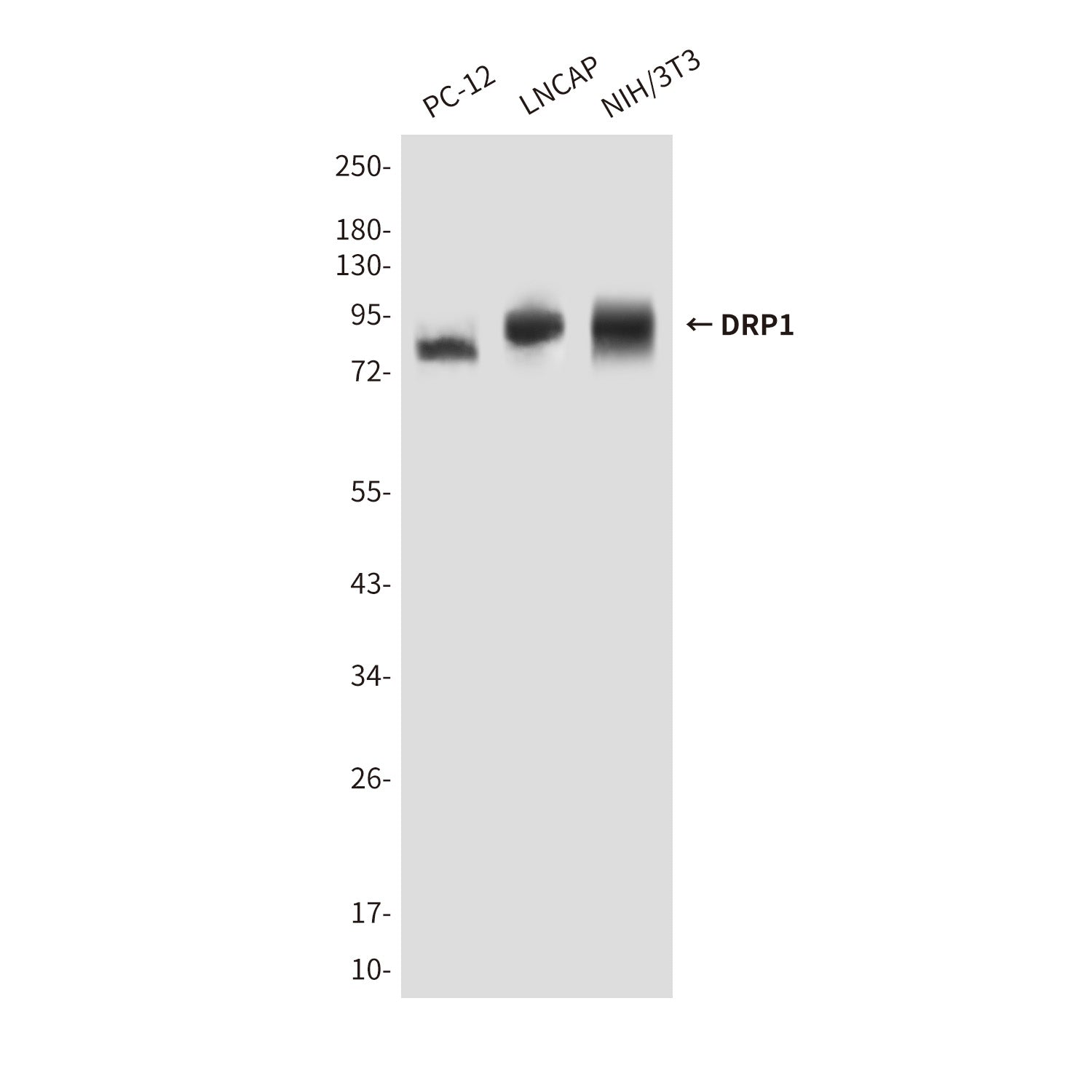 Anti-DRP1 Mouse Monoclonal Antibody