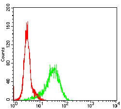 Anti-GSK3 beta Mouse Monoclonal Antibody