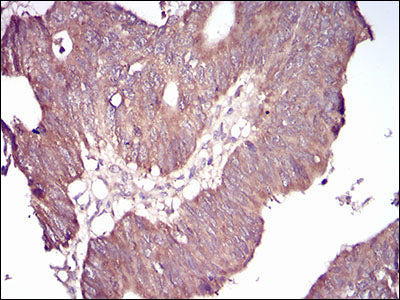 Anti-GSK3 beta Mouse Monoclonal Antibody
