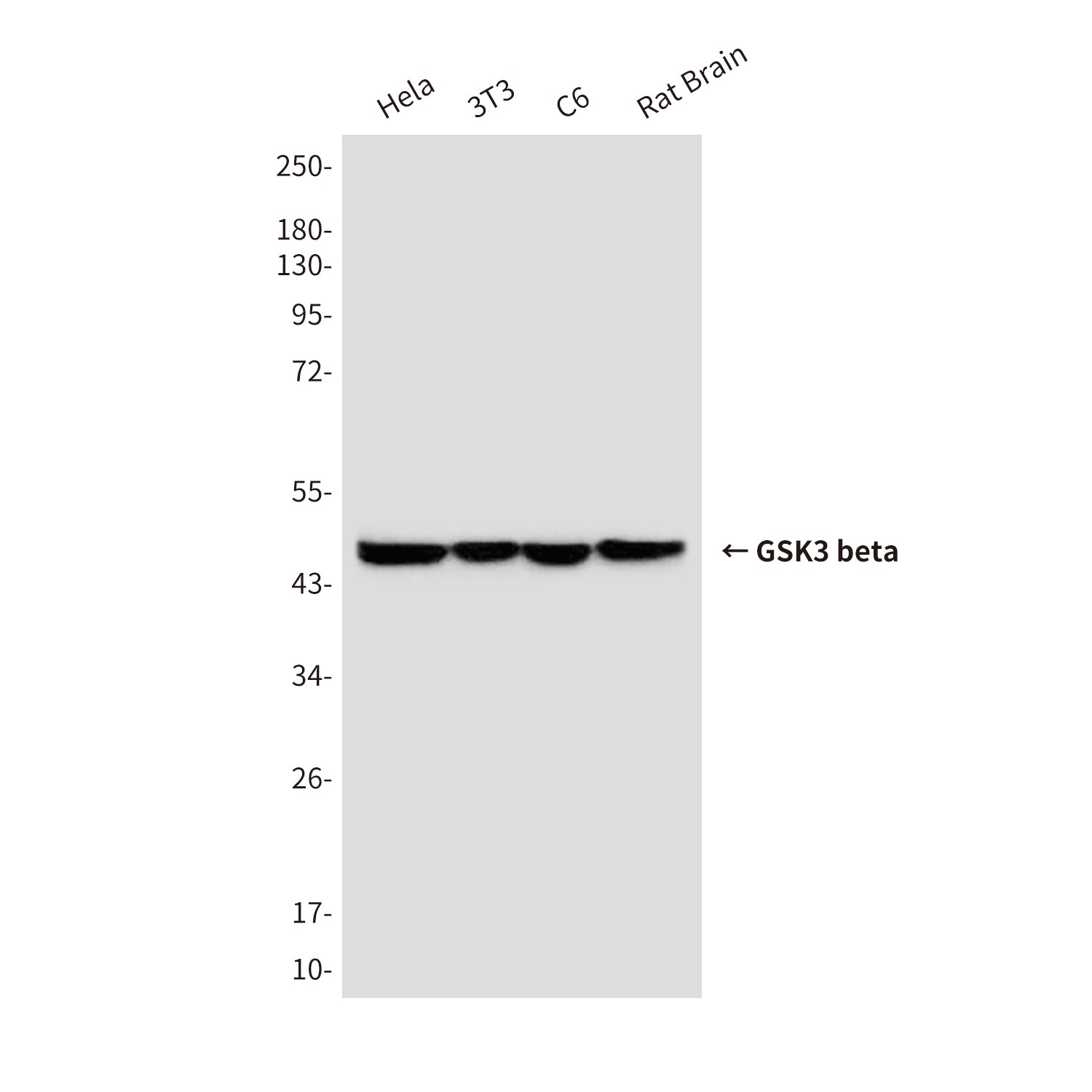 Anti-GSK3 beta Mouse Monoclonal Antibody