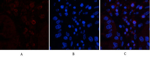 Anti-CD45 (8C1) Mouse Monoclonal Antibody