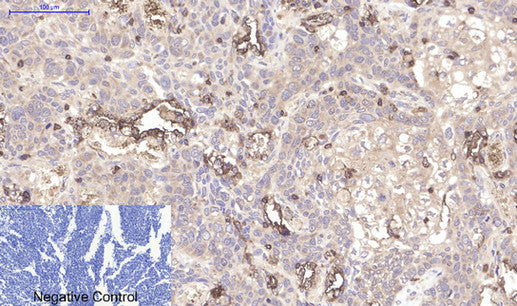 Anti-CD45 (8C1) Mouse Monoclonal Antibody