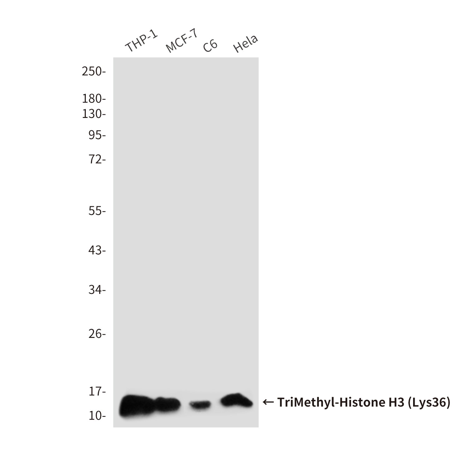 Anti-TriMethyl-Histone H3 (Lys36) (7G6) Mouse Monoclonal Antibody