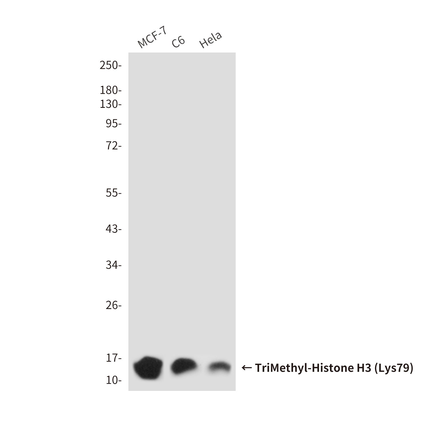 Anti-TriMethyl-Histone H3 (Lys79) (9G4) Mouse Monoclonal Antibody