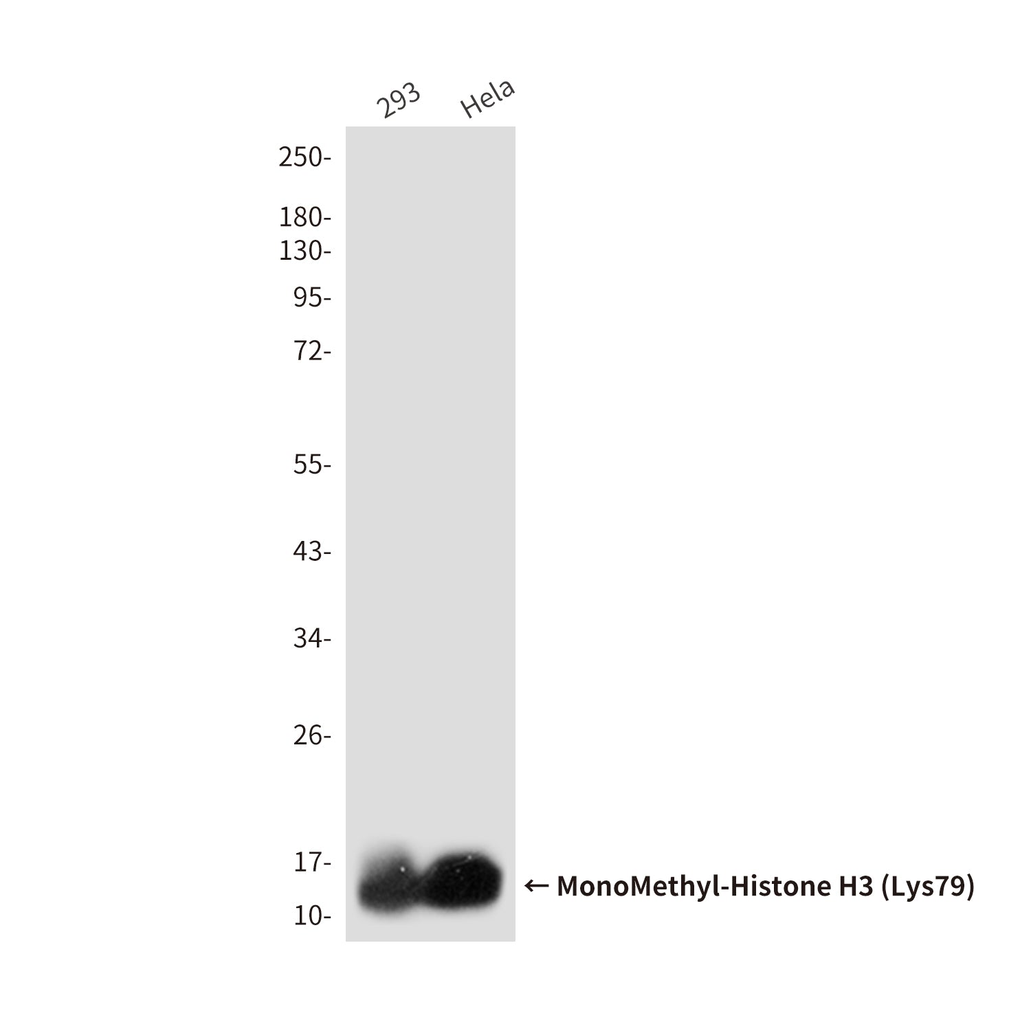 Anti-MonoMethyl-Histone H3 (Lys79) (9E3) Mouse Monoclonal Antibody