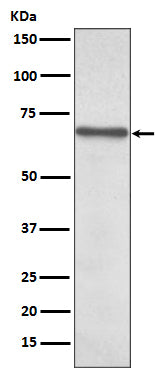 Anti-NF-KB p65 Rabbit Polyclonal Antibody