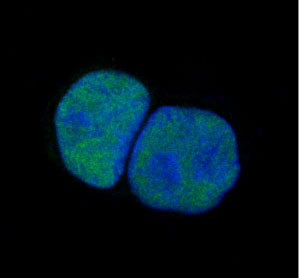 Anti-c-Jun Rabbit Polyclonal Antibody