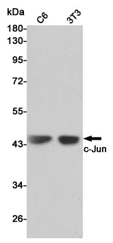 Anti-c-Jun Rabbit Polyclonal Antibody