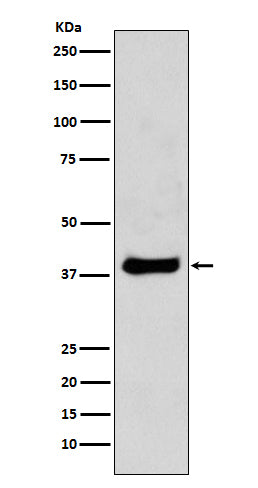 Anti-c-Jun Rabbit Polyclonal Antibody