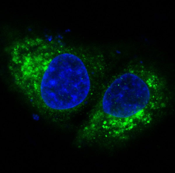 Anti-Bak Rabbit Polyclonal Antibody