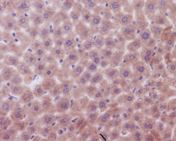 Anti-Bak Rabbit Polyclonal Antibody