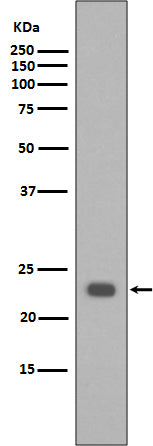 Anti-Bak Rabbit Polyclonal Antibody