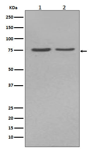 Anti-Alkaline Phosphatase Rabbit Polyclonal Antibody