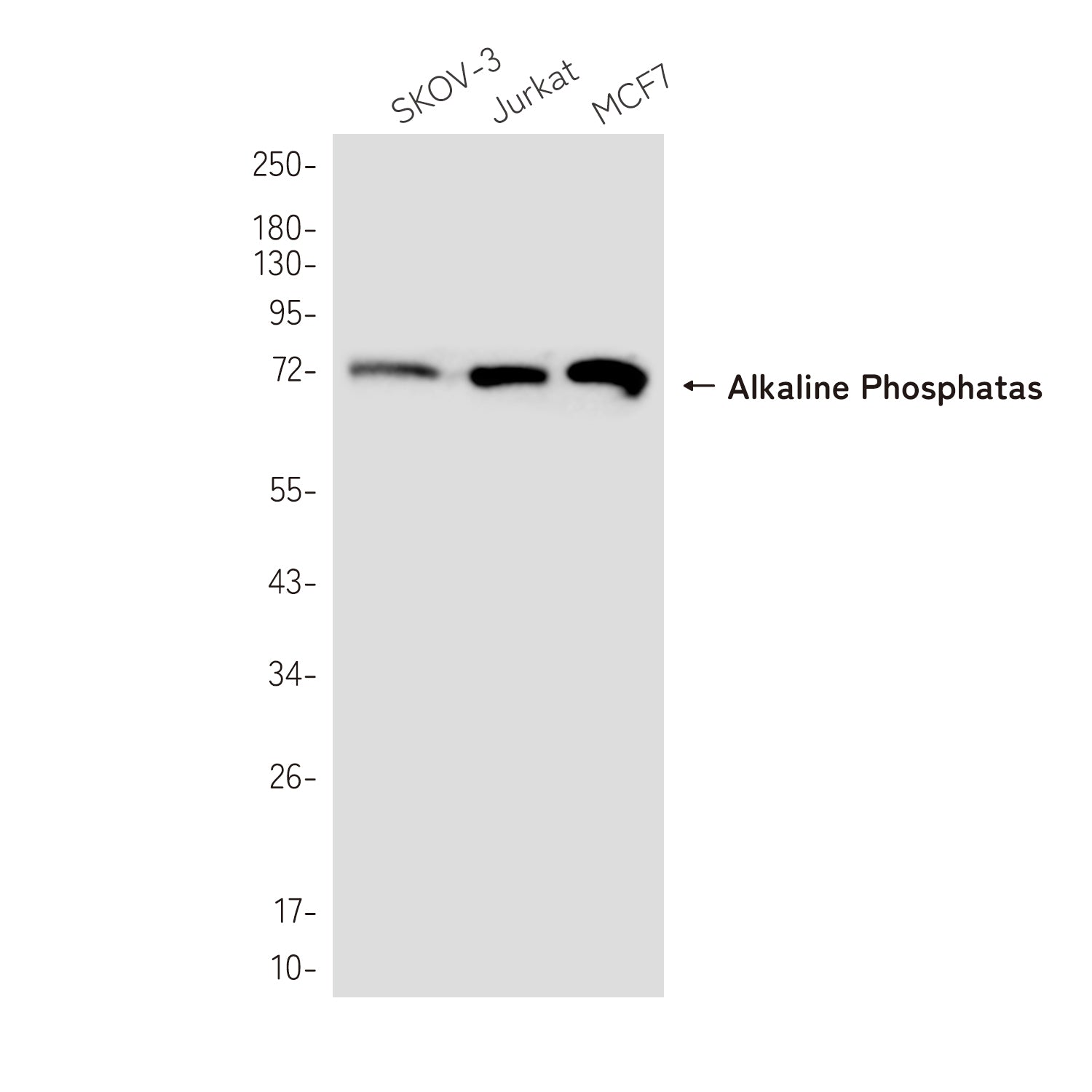 Anti-Alkaline Phosphatase Rabbit Polyclonal Antibody