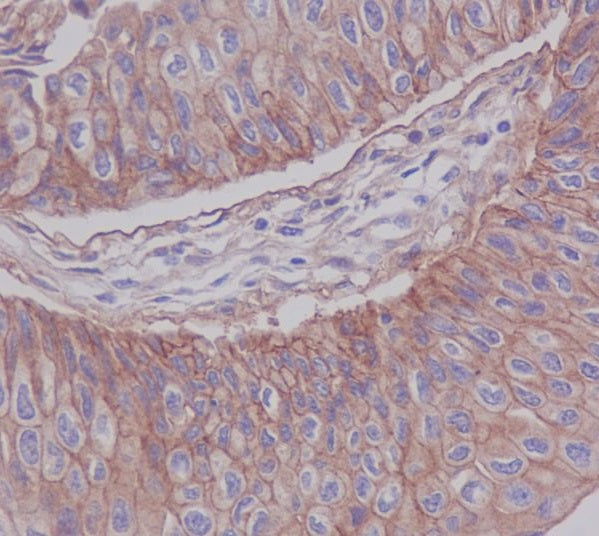 Anti-Junctional Adhesion Molecule 1 Rabbit Polyclonal Antibody