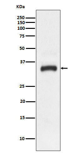 Anti-Junctional Adhesion Molecule 1 Rabbit Polyclonal Antibody