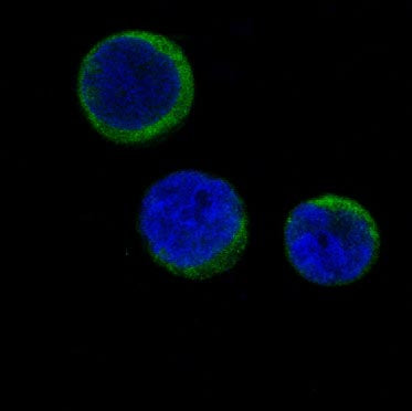 Anti-Ferritin Heavy Chain Rabbit Polyclonal Antibody