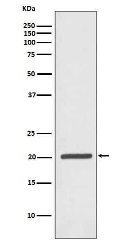 Anti-Ferritin Heavy Chain Rabbit Polyclonal Antibody