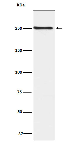 Anti-Phospho-mTOR (Ser2448) Rabbit Polyclonal Antibody