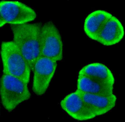Anti-Bcl2 Rabbit Polyclonal Antibody