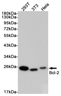 Anti-Bcl2 Rabbit Polyclonal Antibody