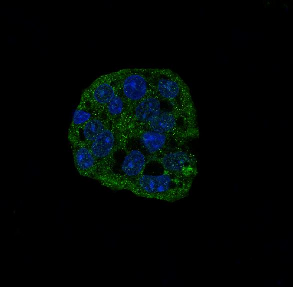 Anti-Cleaved-Caspase 3 p17 Rabbit Polyclonal Antibody