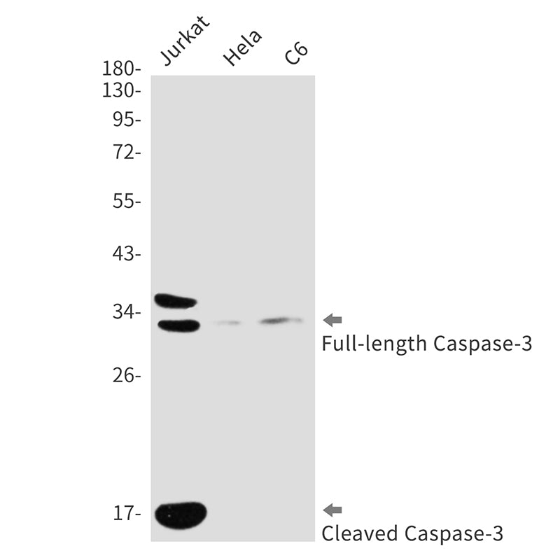Anti-Cleaved-Caspase 3 p17 Rabbit Polyclonal Antibody