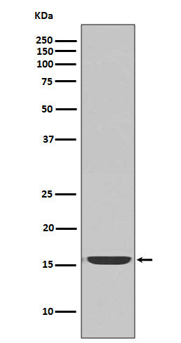 Anti-Cleaved-Caspase 3 p17 Rabbit Polyclonal Antibody