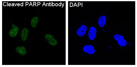 Anti-Cleaved-PARP1 Rabbit Polyclonal Antibody
