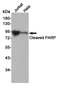 Anti-Cleaved-PARP1 Rabbit Polyclonal Antibody