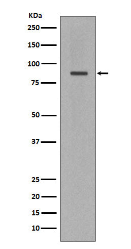 Anti-Cleaved-PARP1 Rabbit Polyclonal Antibody