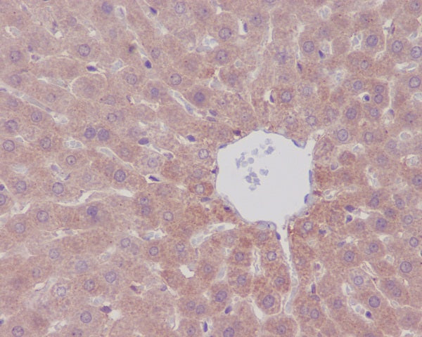 Anti-mTOR Rabbit Polyclonal Antibody