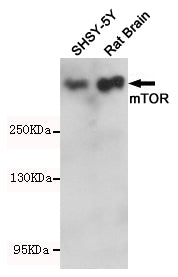 Anti-mTOR Rabbit Polyclonal Antibody