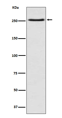Anti-mTOR Rabbit Polyclonal Antibody