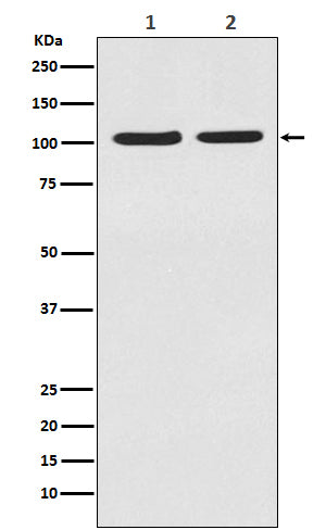 Anti-HIF2 alpha Rabbit Polyclonal Antibody