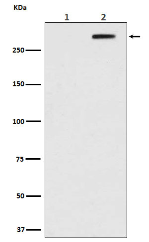 Anti-Phospho-ATM (Ser1981) Rabbit Polyclonal Antibody