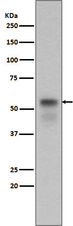 Anti-Phospho-Smad3 (Ser423/425) Rabbit Polyclonal Antibody