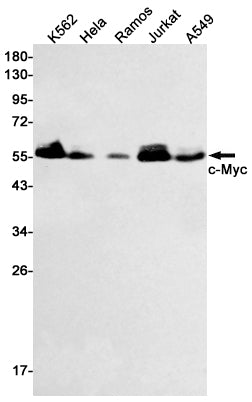 Anti-c-Myc Rabbit Polyclonal Antibody