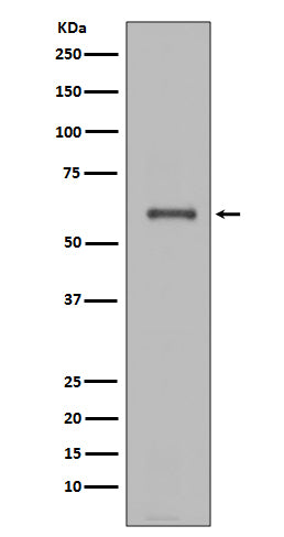 Anti-NADPH Oxidase 4 Rabbit Polyclonal Antibody