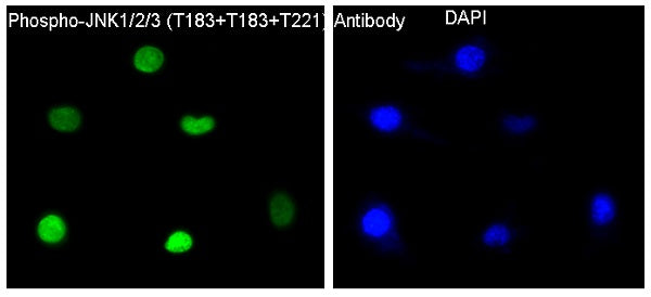 Anti-Phospho-JNK (Thr183) Rabbit Polyclonal Antibody