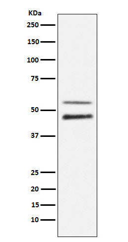 Anti-Phospho-JNK (Thr183) Rabbit Polyclonal Antibody