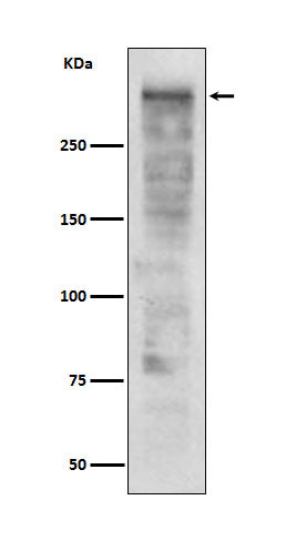 Anti-Ki67 Rabbit Polyclonal Antibody