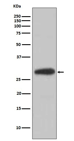 Anti-BDNF Rabbit Polyclonal Antibody